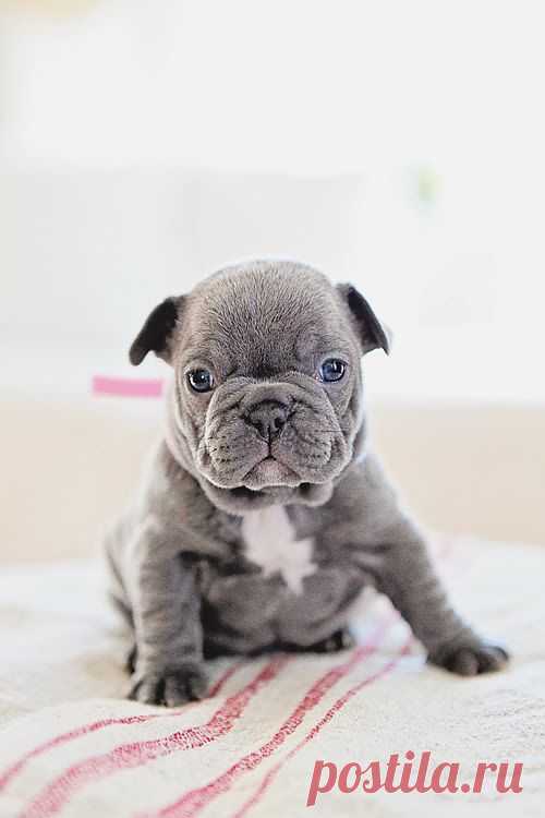 Dreamy Whites: Vintage Belgian Sleigh Bells, A Vintage Gray French Trunk, Bleu the French Bulldog, and a Winner