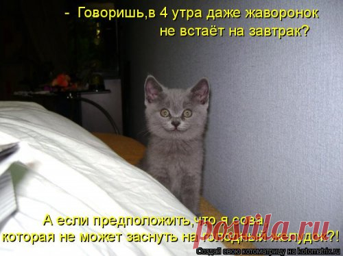 Свежая котоматрица