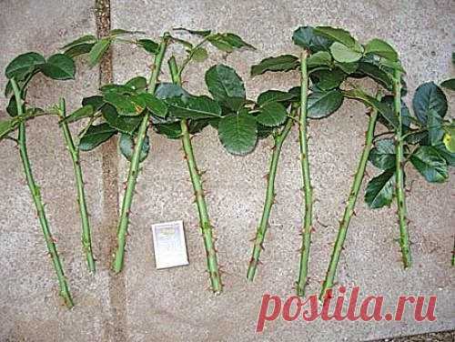 Буррито – простой и эффективный метод размножения роз