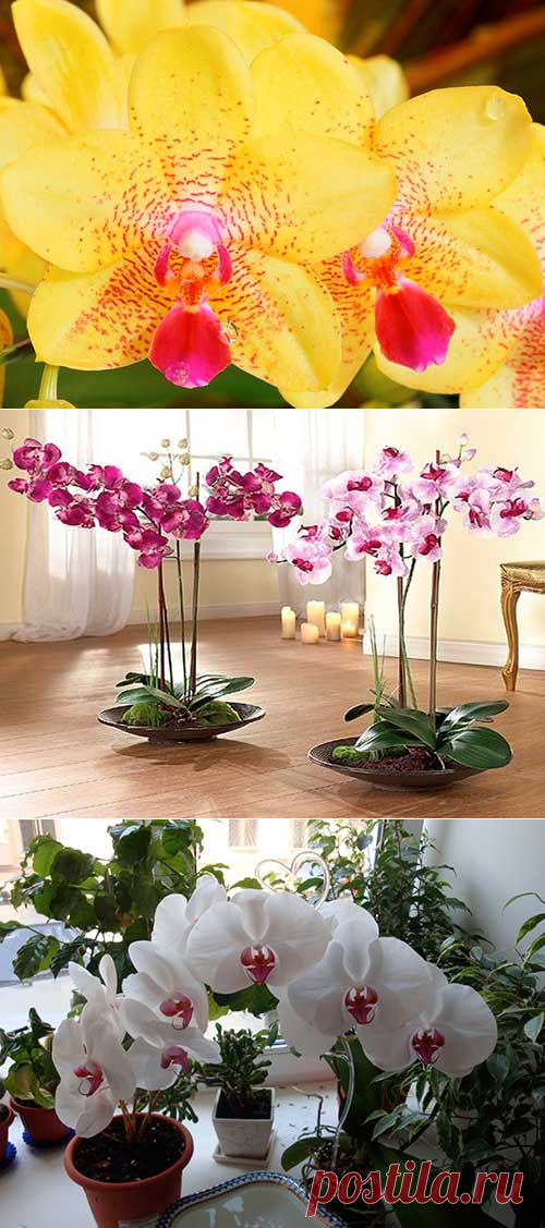 Уход за орхидеей в домашних условиях