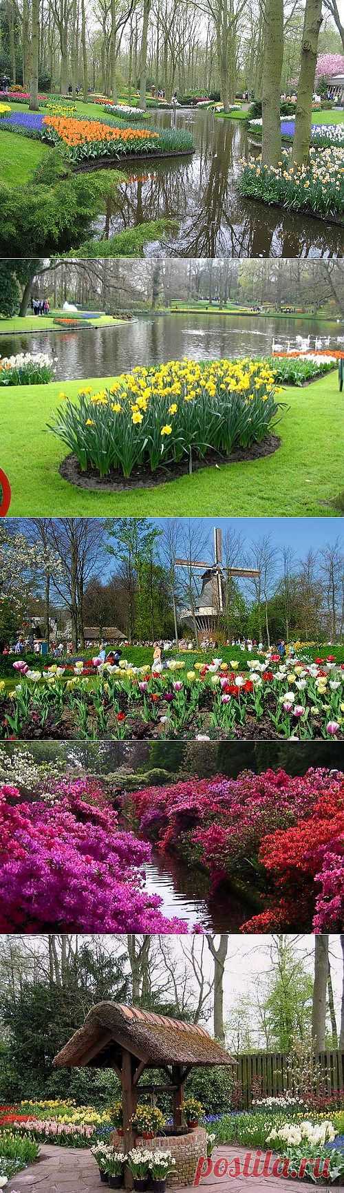 Нескучно.com - Цветочный парк Keukenhof в Голландии:координаты,красивые фото цветов