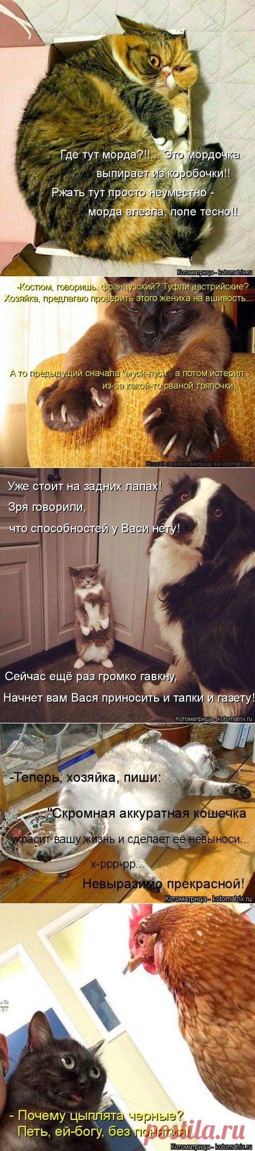 Свежая котоматрица