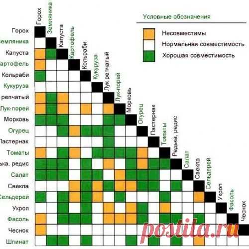 СОВМЕСТИМОСТЬ РАСТЕНИЙ НА ГРЯДКЕ