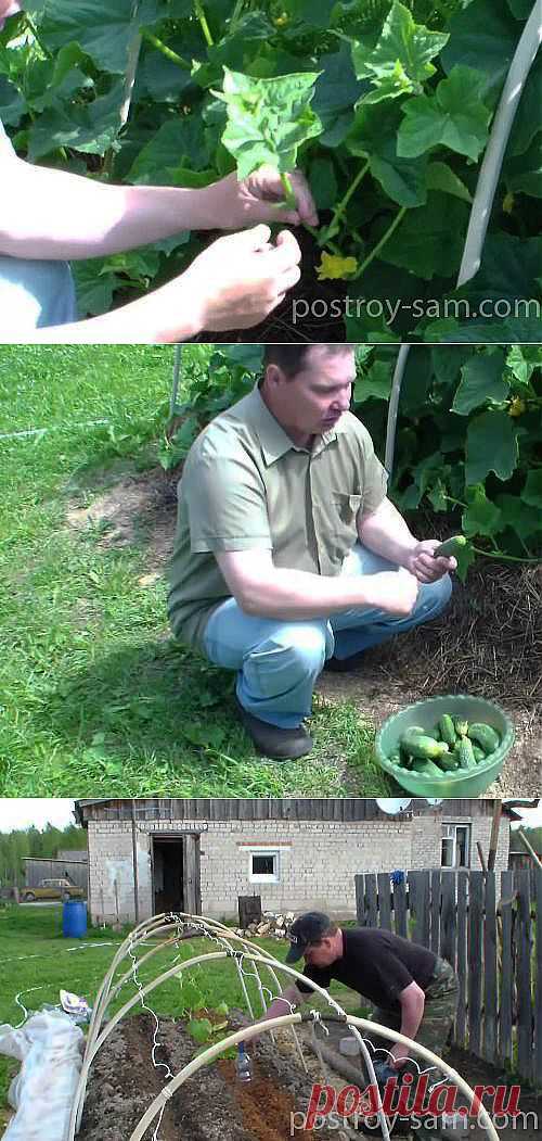 Выращивание огурцов в грунте. Как правильно садить и формировать кусты огурцов?
