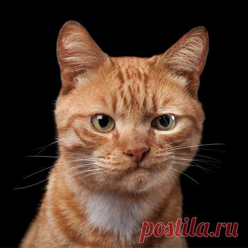 Фотограф снимает примечательные портреты котов, подчеркивающие их личность