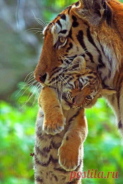 Mother and Cub by Edwin Giesbers | World Wildlife Fund. °