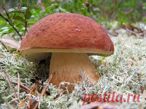 Способы выращивания белого гриба в домашних условиях
