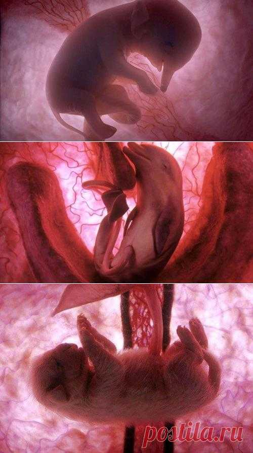 Эмбрионы животных в животиках у мамочки