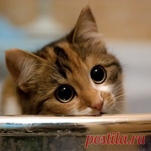 Cyoot Kitteh of teh Day: HOW CAN I SAY 'NO' TO THOSE EYES?????!?!?!?!?!?1 - Cheezburger