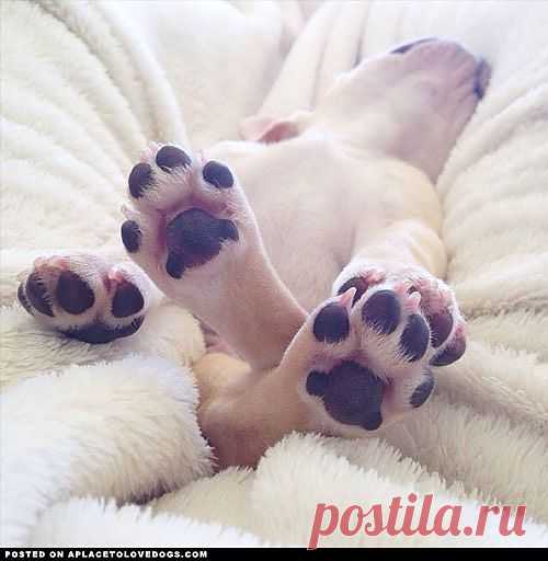 Frenchie Puppy Toes - A Place to Love Dogs