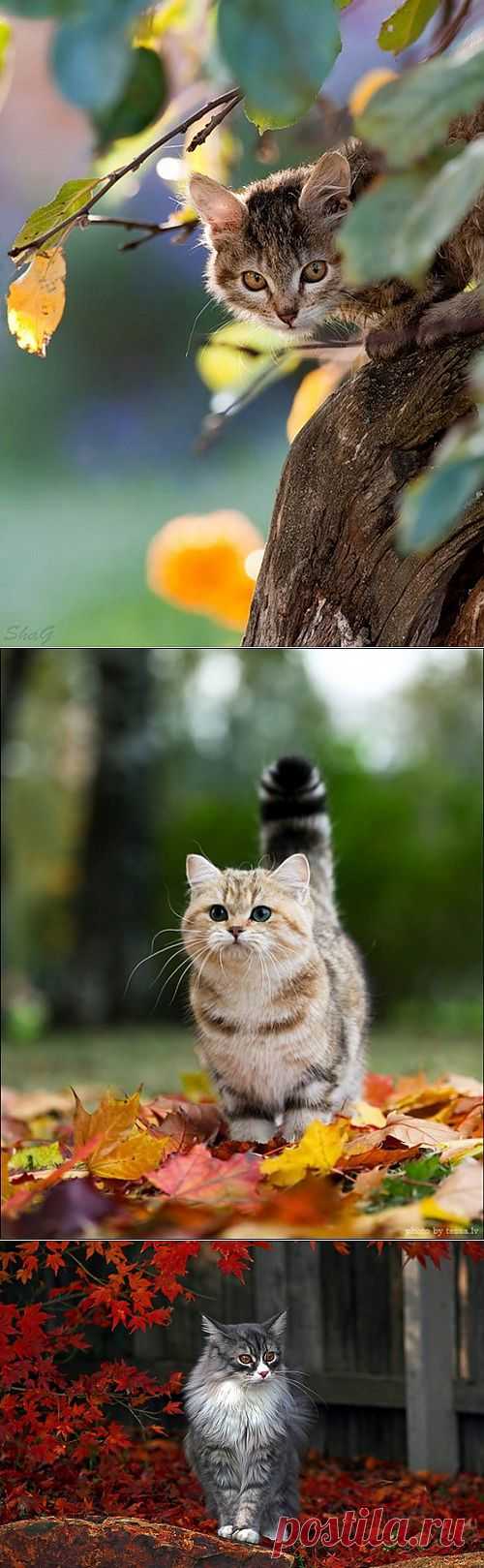 Осенние кошки | ЛЮБИМЫЕ ФОТО