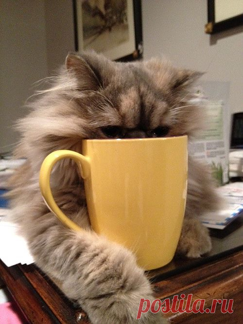 Area Cat Falls Asleep in Coffee How much coffee...