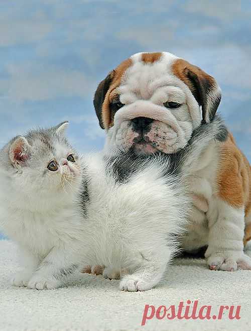 WorldofBulldog — attack of the cute..