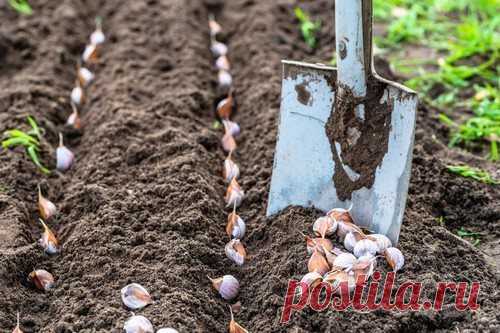 5 способов обработать чеснок перед посадкой под зиму С окончанием летнего сезона и сбора урожая работы на приусадебном участке не заканчиваются.