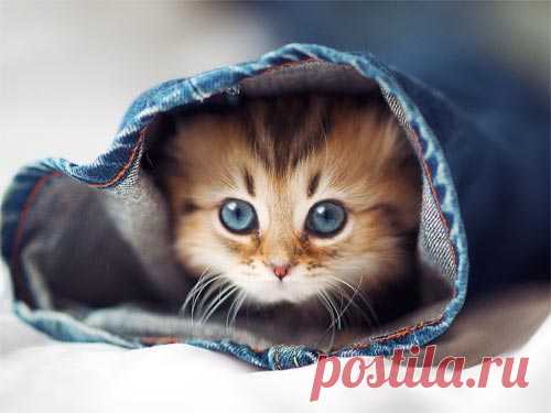 Кошка-талисман: какую кошку завести для привлечения денег, удачи и любви
