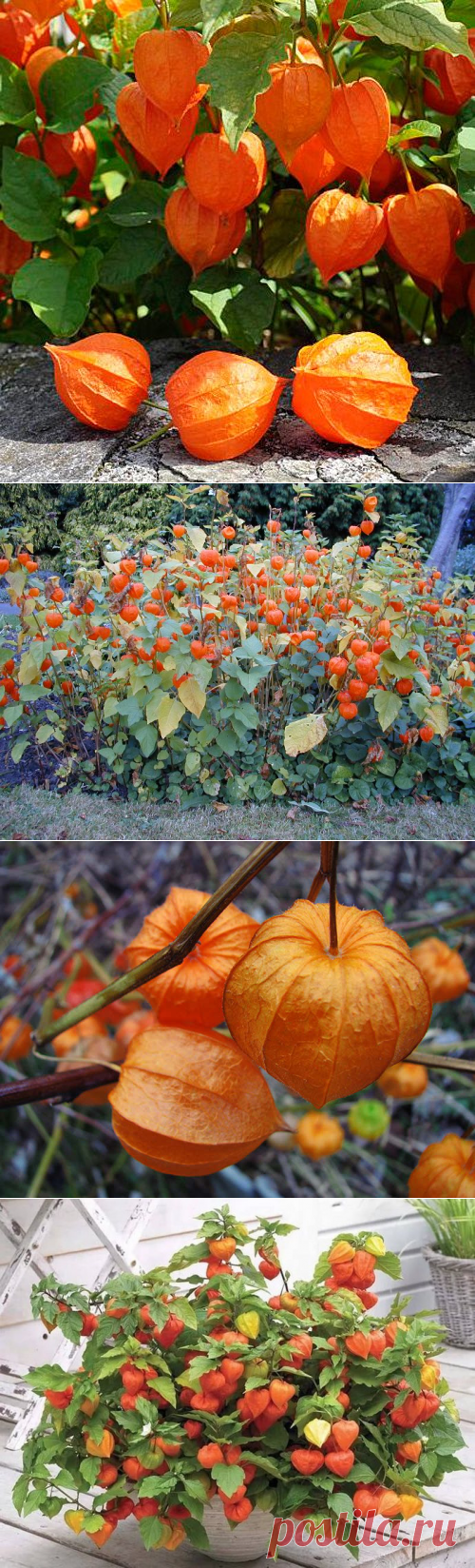 Физалис (55 фото): декоративный, ягодный, выращивание из семян, уход, название растения с оранжевыми ягодами в цветке