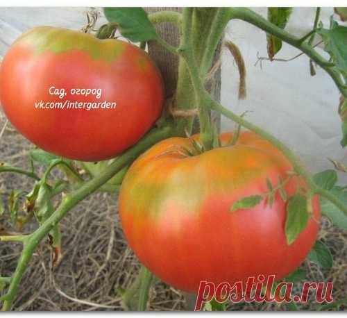 Главные ошибки, которые мешают вашему томату расти и развиваться!