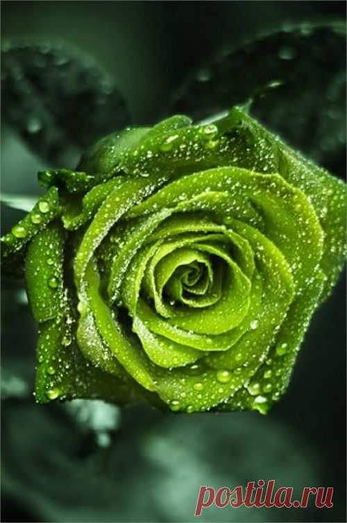 Beautiful Rose | Flora and Fauna