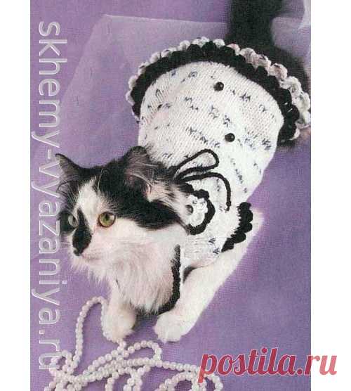 Черно-белое платье с цветком и бусинами для кошки. Схема вязания спицами и описание.