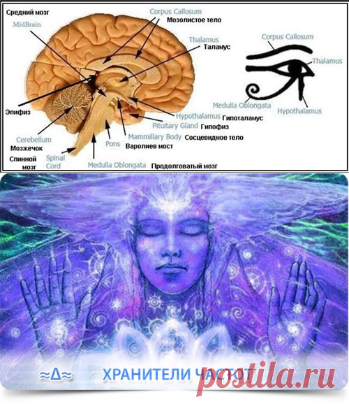 Медитация шишковидной железы. Шишковидная железа третий глаз. Активация шишковидной железы. Шишковидная железа Аджна. Шишковидная железа эзотерика.