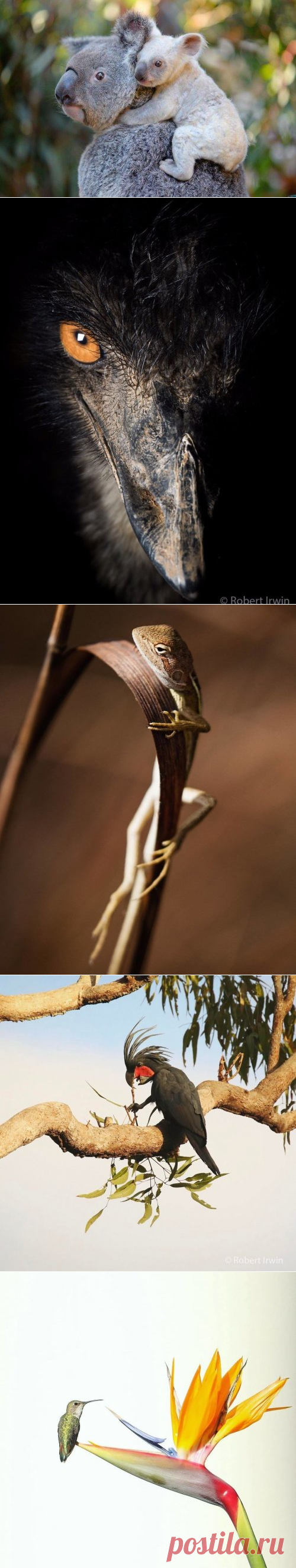Потрясающие фотографии дикой природы Роберта Ирвина