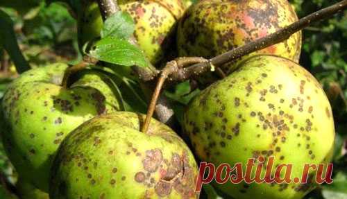 Фото признаков болезней яблонь и их лечение + видео