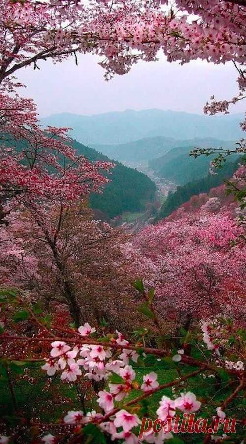 Sakura blossoms overlooking Yoshino, Japan • photo: Paul Hillier on Flickr | Patricia Parden приколол(а) это к доске Mother Nature's Touch
