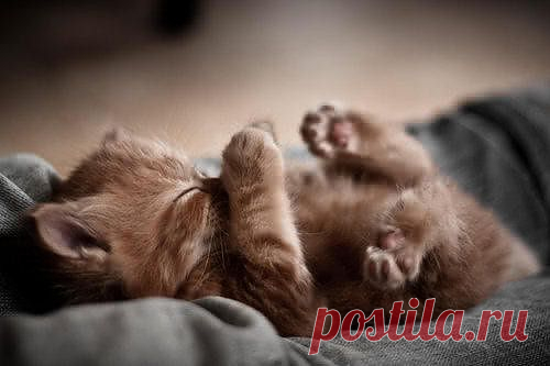 tea-and-kittens: !!!!! Little kitty paws!!! I... - Gloria Shuri Nava