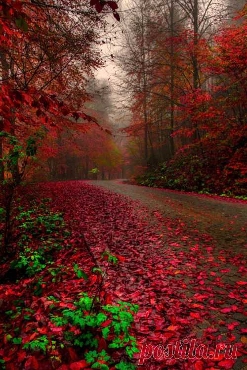 passion path … Zeki Seferoglu