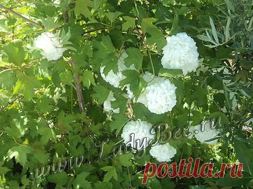 Калина (Viburnum) - комнатные растения и цветы для сада: выращивание, местоположение, температура, полив, пересаживание, размножение, болезни и вредители