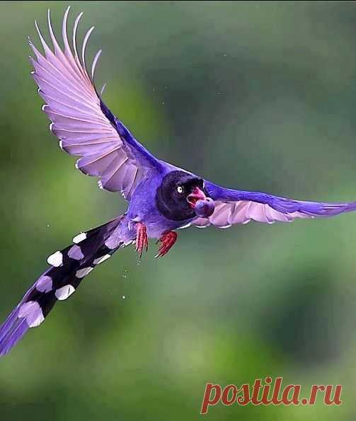 Пташки хср. Райские птицы. Синяя Райская птица фото. Urocissa caerulea. Red-billed Blue Magpie.
