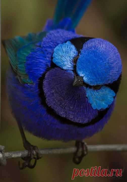 Splendid Fairy-wren (Malurus splendens) in Australia by Muneer Al Shanti.