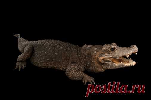 A Federally Endangered West African Dwarf Crocodile Osteolaemus Tetraspis At The Lincoln Childrens Zoo Stock Photo | Getty Images