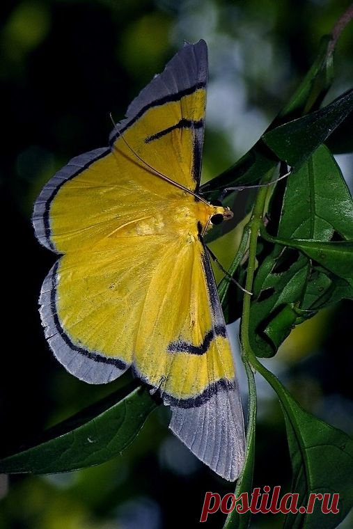 Celerena signata (Geometridae family) moth from Thailand  |   Pinterest • Всемирный каталог идей