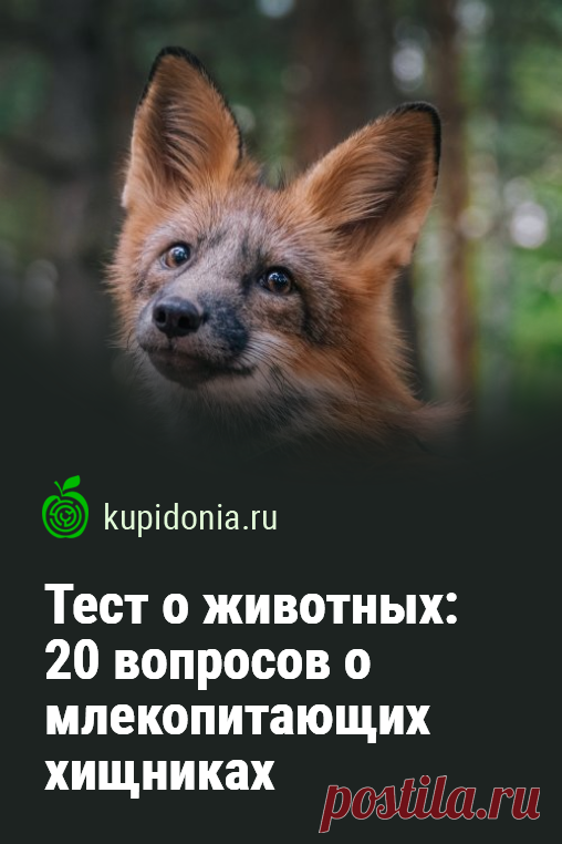 Тест о животных: 20 вопросов о млекопитающих хищниках. Жизнь диких животных, особенно хищников и млекопитающих — исключительно интересный объект для изучения. Сегодня мы подготовили для вас интересный тест о них, который состоит из 20 вопросов.  Попробуйте ответить правильно на каждый!