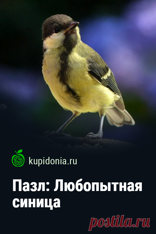 Пазл: Любопытная синица. Красивый пазл онлайн с любопытной синицей из серии «Птицы». Собирайте пазлы на сайте! Это отличная тренировка для мозга.