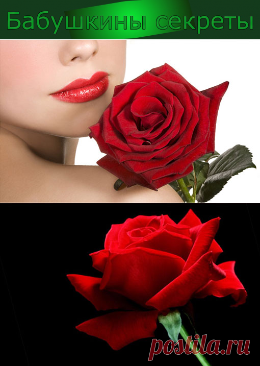 Мифы и легенды красной розы — королевы цветов и эмблемы любви