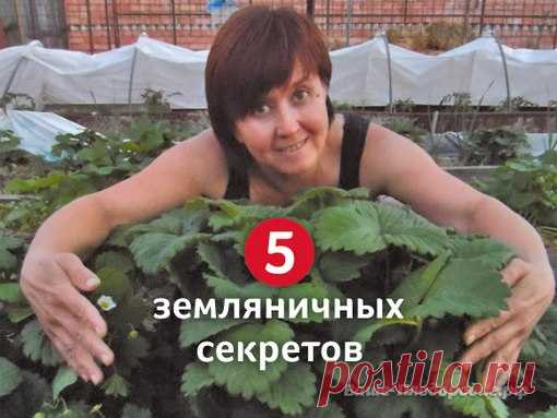 5 земляничных секретов