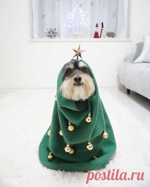 Только что закончил украшать ёлку! 😍🐶🎄