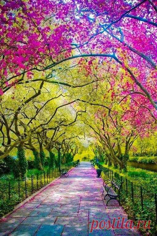 Пришла пора, природа оживает... Центральный парк в Нью-Йорке