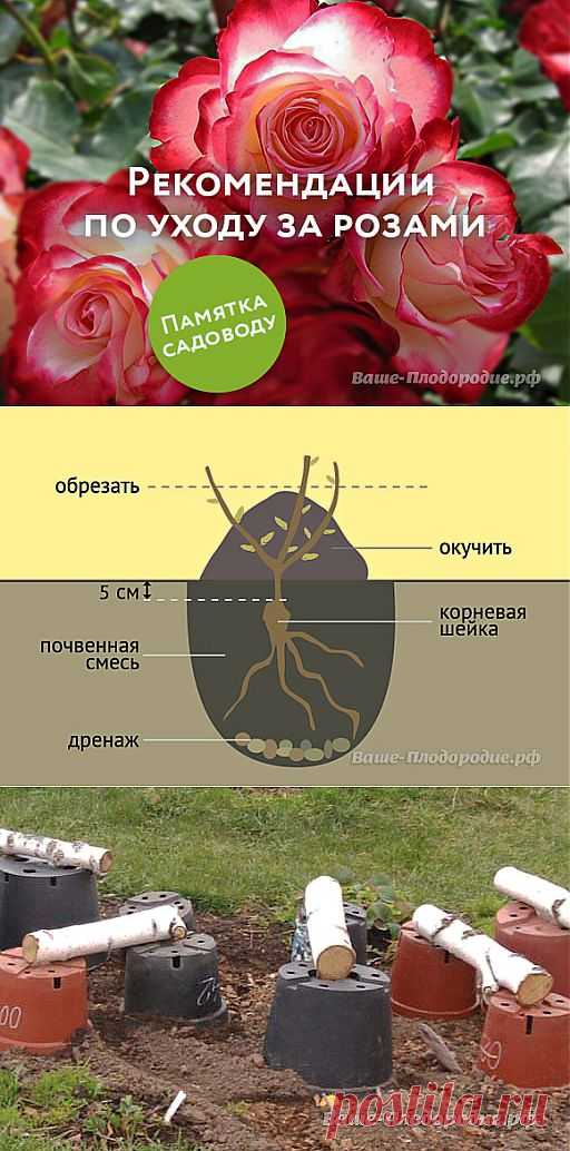 Посадка и уход за розами. О чём нужно помнить — Ваше Плодородие