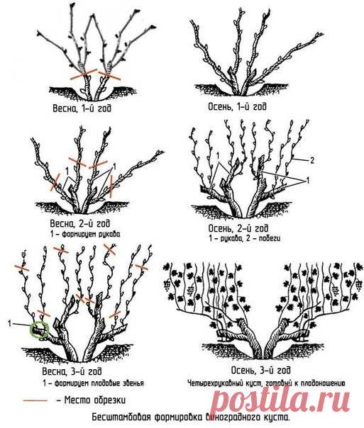 Схема обрезки винограда
