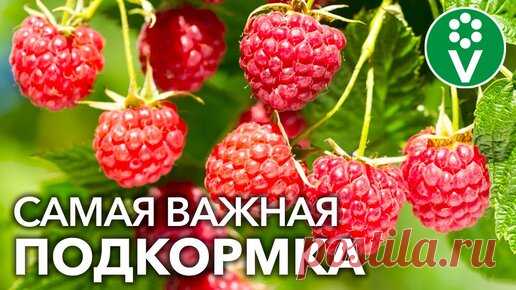 После Этой Подкормки Малины Весной вы будете собирать урожай ягод ведрами! | Procvetok | Дзен