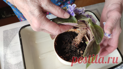 Омоложение фиалки. Как спасти свою любимицу? Показываю. | УЧЕНЫЙ АГРОНОМ | Дзен