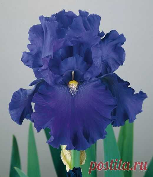 Blue Suede Shoes | Award Winners | Iris