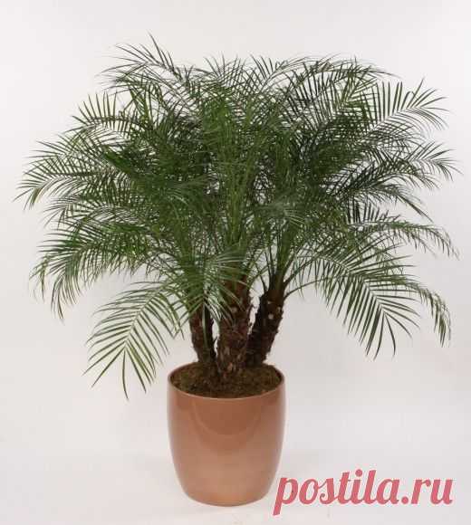 Особенности выращивания финиковой пальмы в домашних условиях — Сад на подоконнике