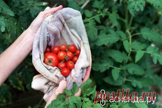 Ошибки, снижающие урожай томатов: Группа Практикум садовода и огородника