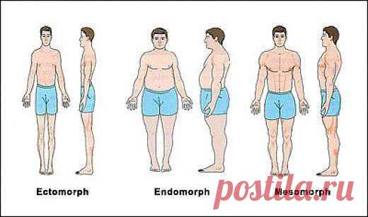 ТИПЫ ТЕЛОСЛОЖЕНИЯ МУЖЧИН 
 Мужчины имеют следующие типы телосложения:
 Эктоморф – туловище короткое, длинные руки и ноги, длинные и узкие ступни и ладони. Жировых отложений почти нет; узкая грудь, лечи; мышцы, в основном, тонкие и удлиненные.
 Мезоморф – широкая грудь; длинное туловище; мышечная структура сбитая, плотная, мышечная сила очень большая.
 Эндоморф – мышцы мягкие, округлое лицо, коротенькая шея, широкие бедра, большое количество жира