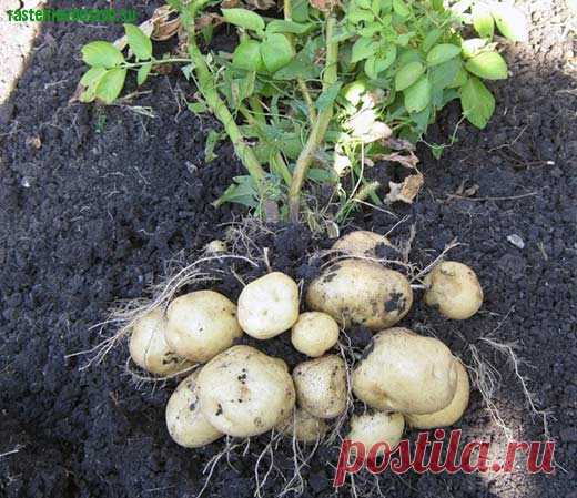 Опыт выращивания картофеля делится Мария Ковальчук — 6 соток
