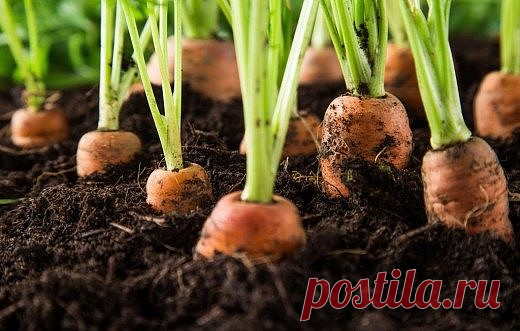 ЭФФЕКТИВНЫЙ СПОСОБ ПОСЕВА МОРКОВИ
Сохрани шпаргалку, поделись с одноклассниками!
Прореживать морковь не нужно!
Делается так: за 10-12 дней до посева семена моркови завязываем в тряпочку, посвободнее. Закапываем во влажную землю на штык лопаты.
В течение этого срока из семян выветриваются эфирные масла, которые мешают семенам прорасти.
По истечении указанного срока откапываем узелки с семенами из земли. Семена будут уже набухшие, крупные, почти проросшие. Высыпаем их в ...